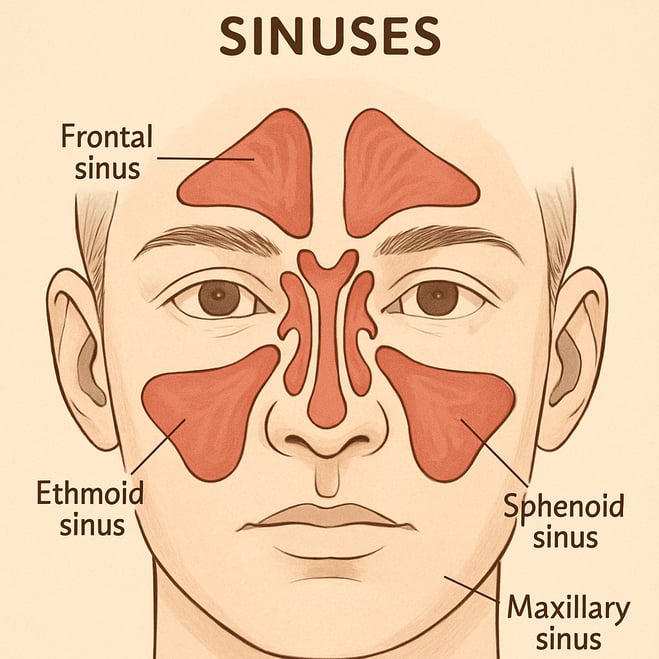 Sinus cavity illistration-1